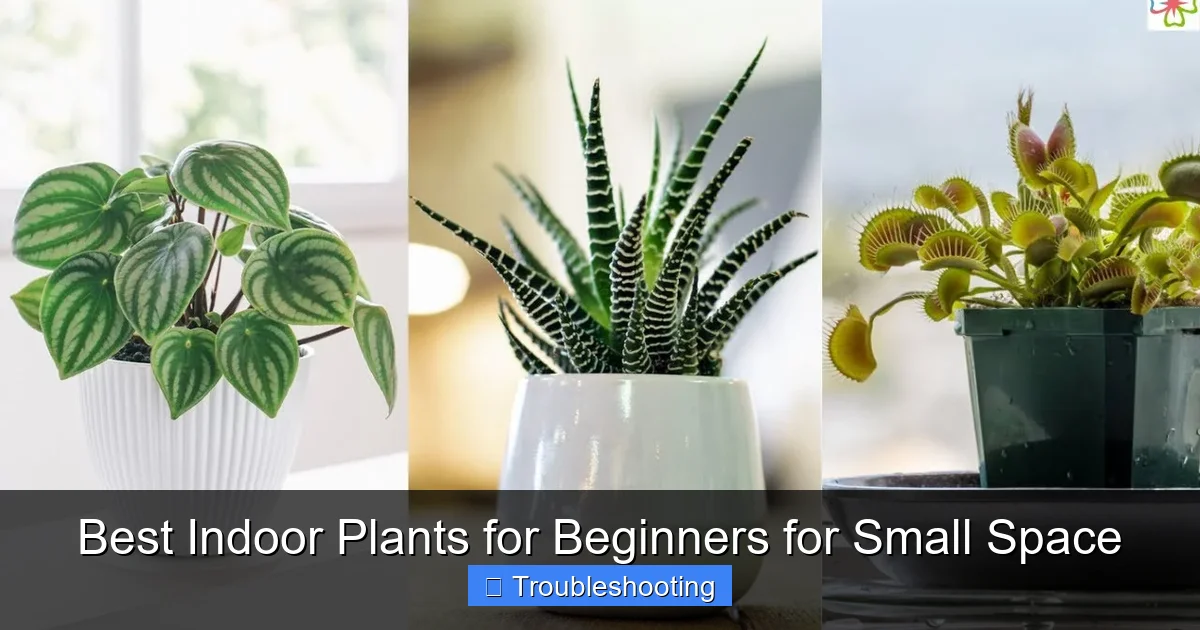 Best Indoor Plants for Beginners for Small Space