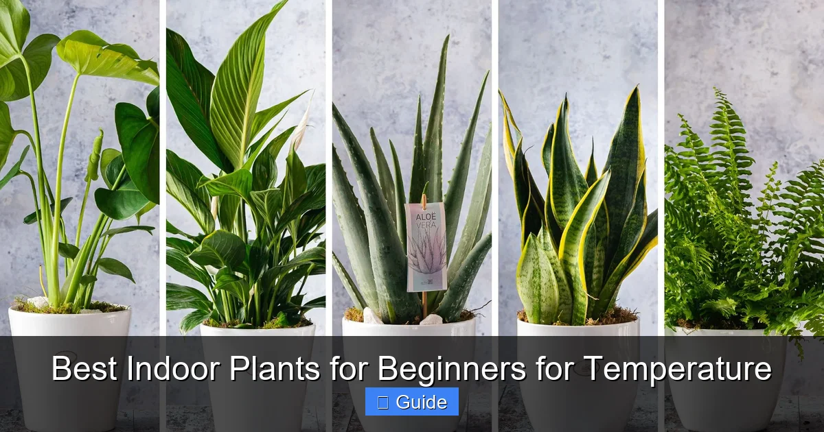 Best Indoor Plants for Beginners for Temperature