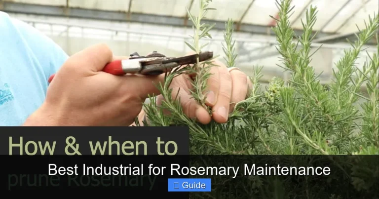Best Industrial for Rosemary Maintenance