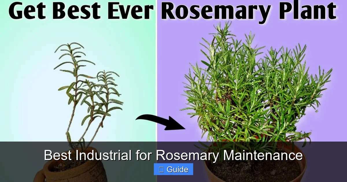 Best Industrial for Rosemary Maintenance