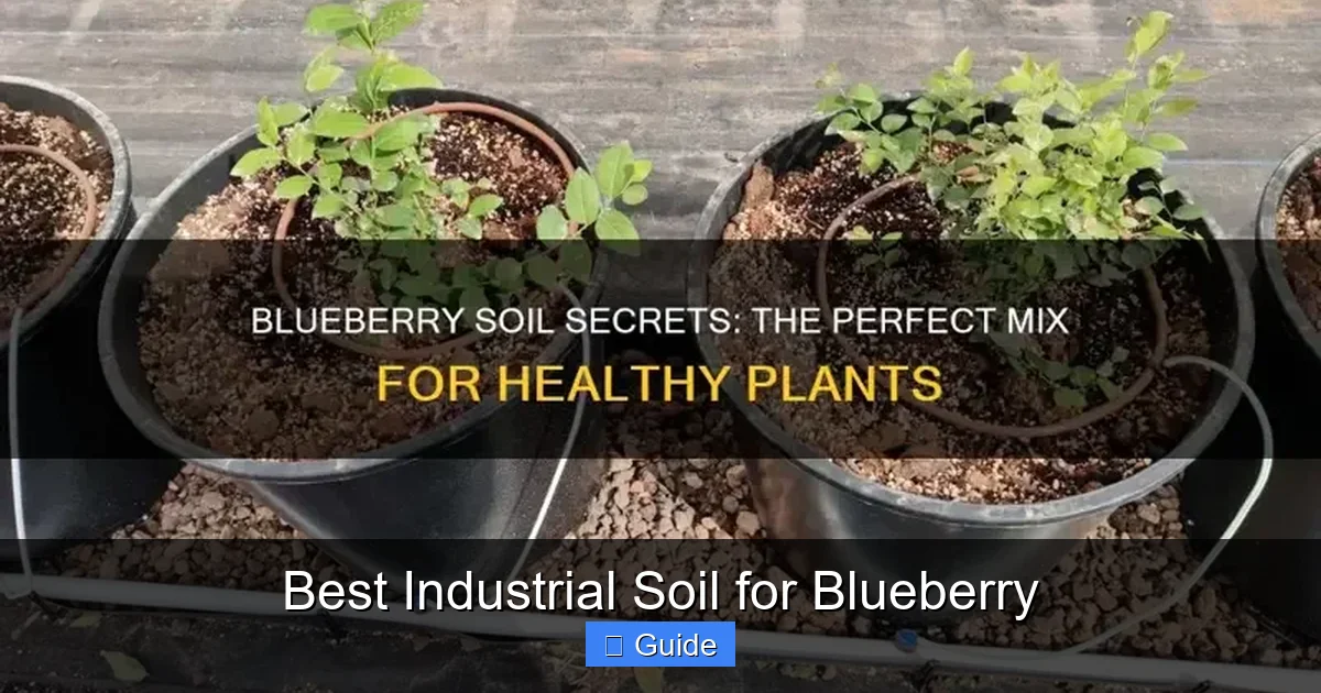 Best Industrial Soil for Blueberry