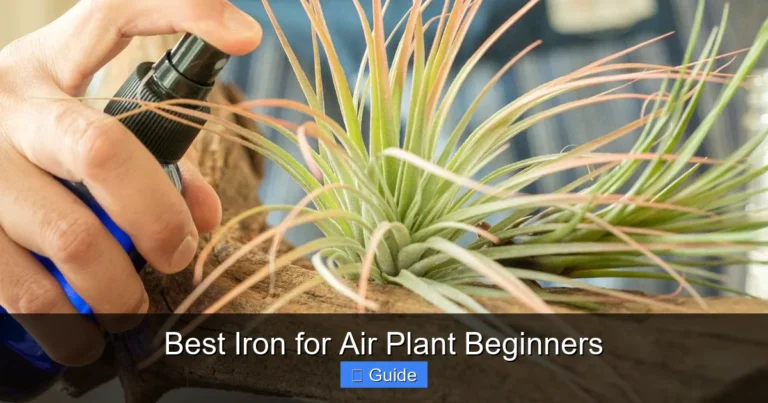 Best Iron for Air Plant Beginners