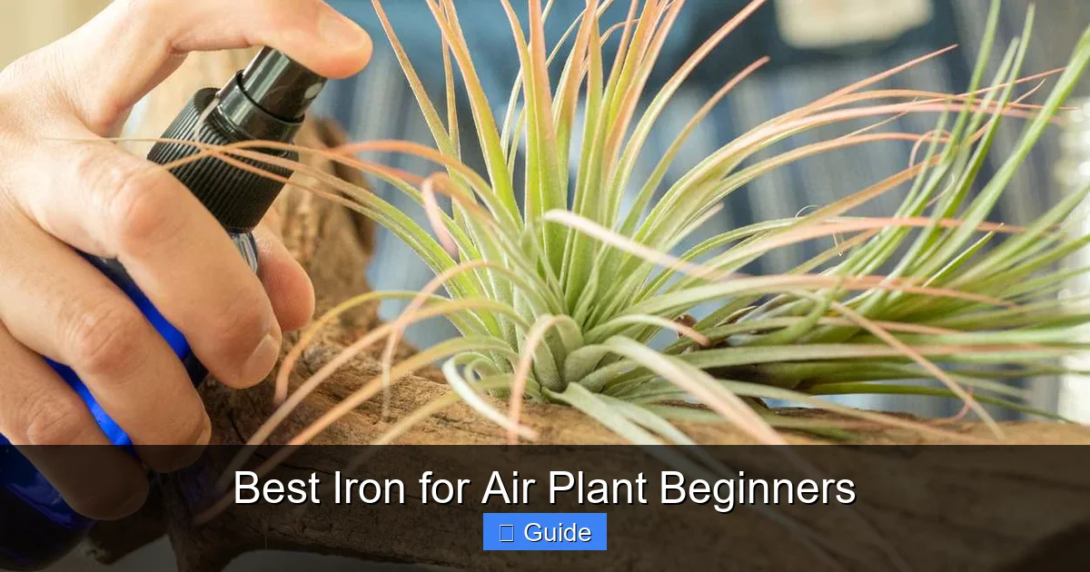 Best Iron for Air Plant Beginners
