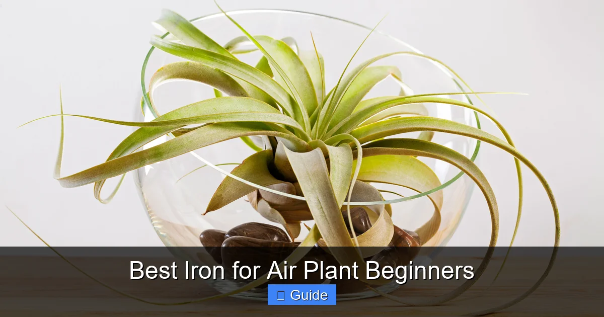 Best Iron for Air Plant Beginners