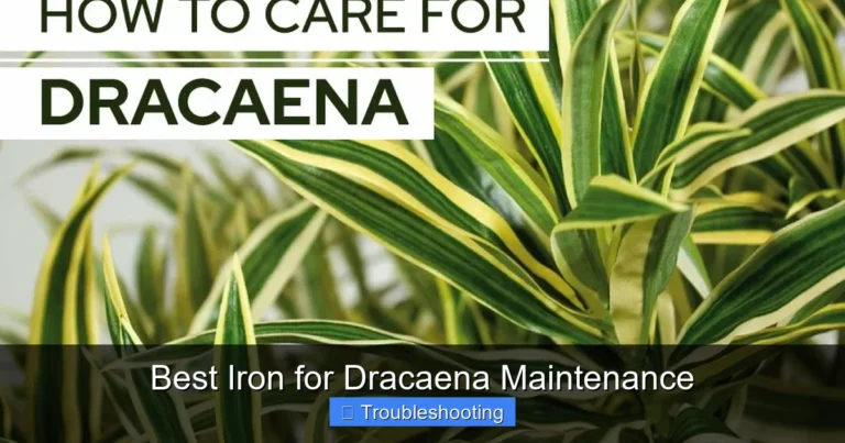 Best Iron for Dracaena Maintenance