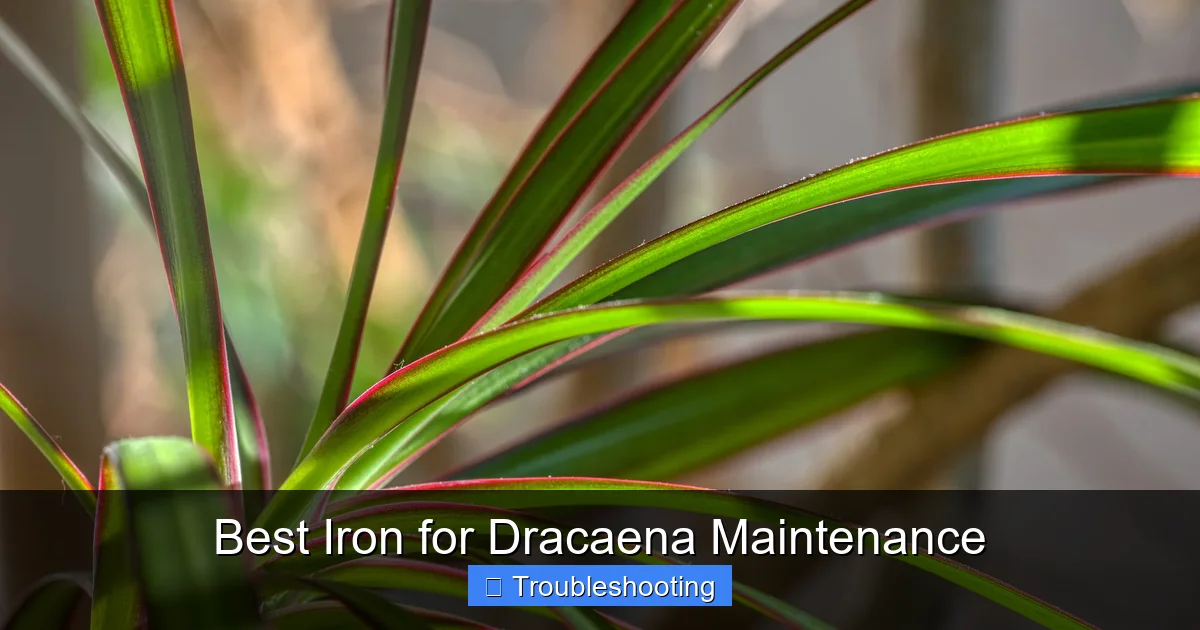 Best Iron for Dracaena Maintenance