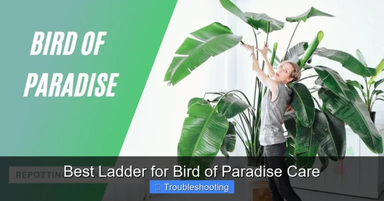 Best Ladder for Bird of Paradise Care