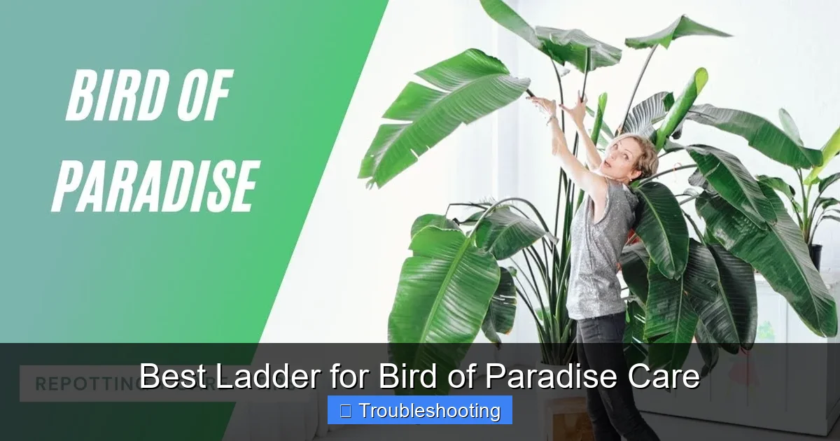 Best Ladder for Bird of Paradise Care