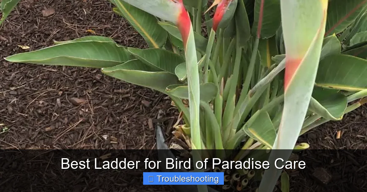 Best Ladder for Bird of Paradise Care