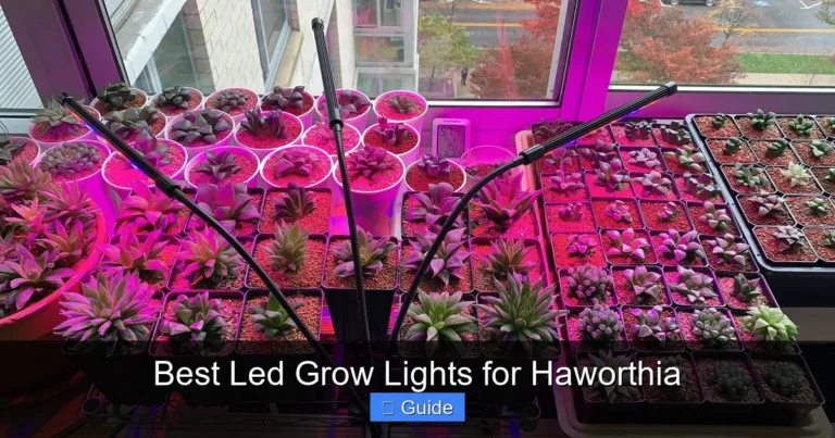 Best Led Grow Lights for Haworthia