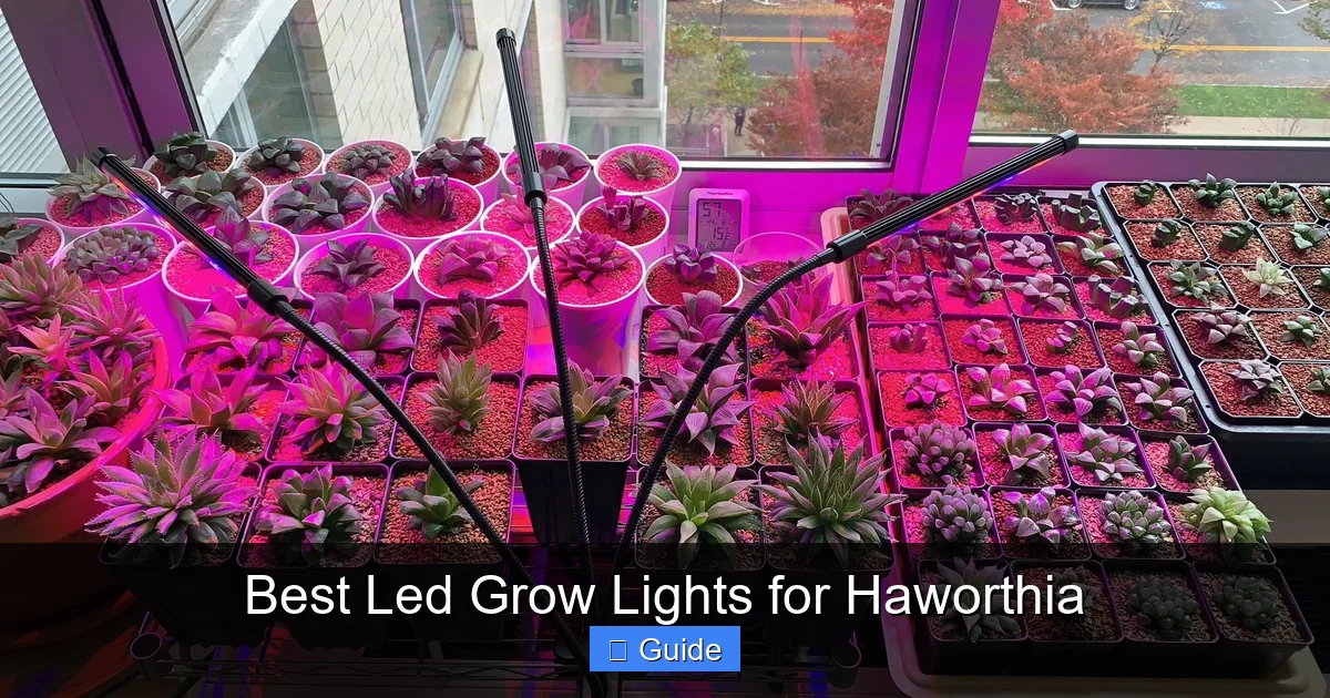 Best Led Grow Lights for Haworthia