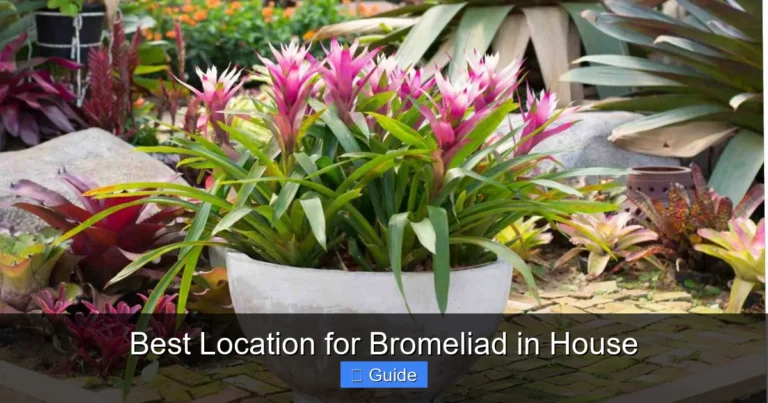 Best Location for Bromeliad in House