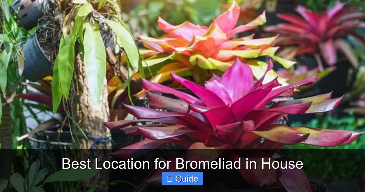 Best Location for Bromeliad in House