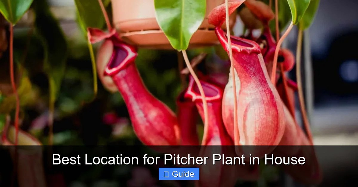 Best Location for Pitcher Plant in House