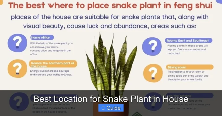 Best Location for Snake Plant in House
