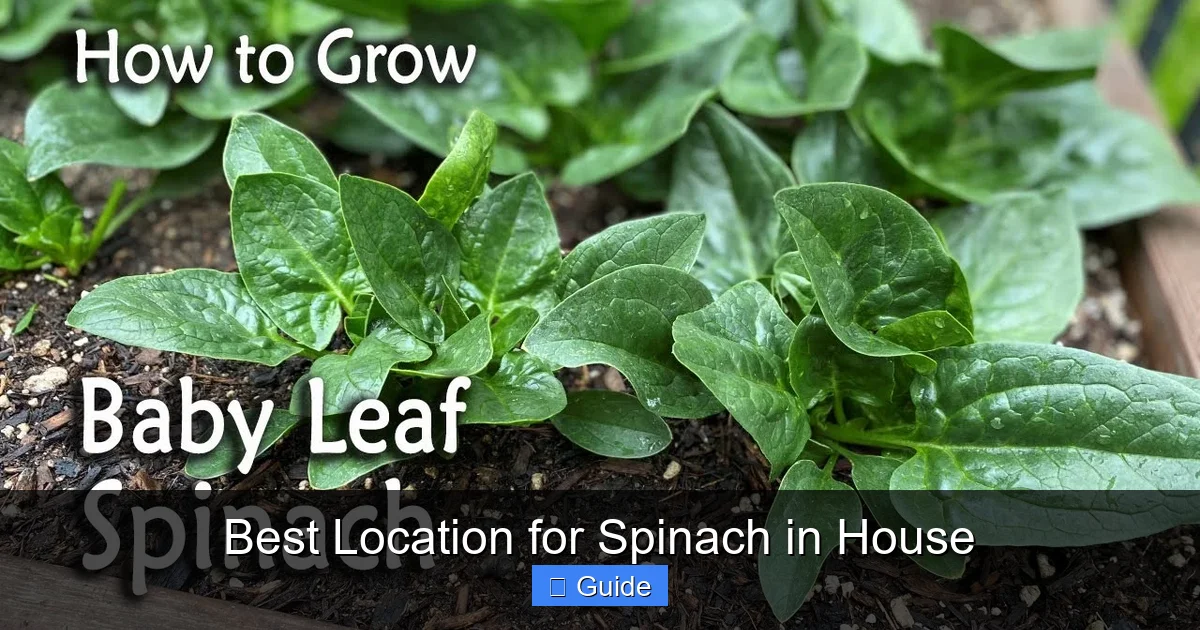 Best Location for Spinach in House
