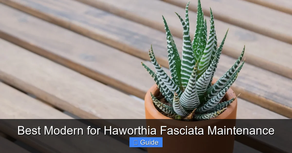 Best Modern for Haworthia Fasciata Maintenance