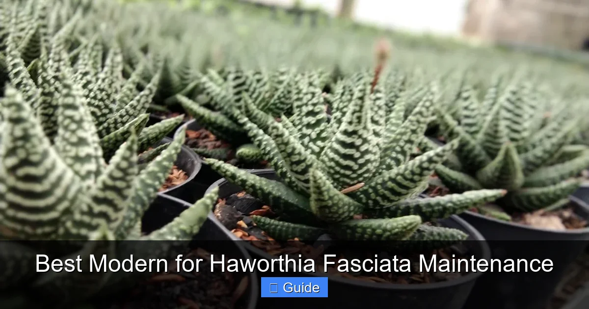 Best Modern for Haworthia Fasciata Maintenance