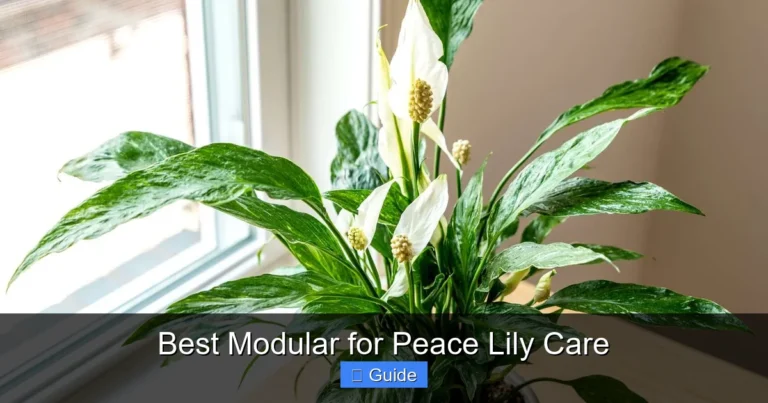 Best Modular for Peace Lily Care