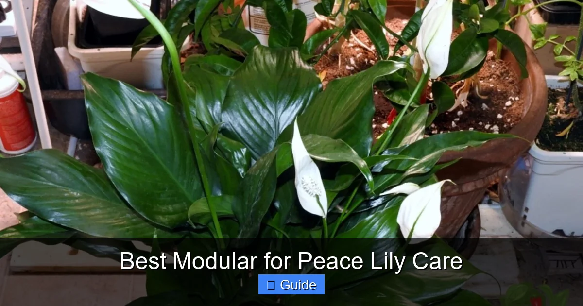 Best Modular for Peace Lily Care