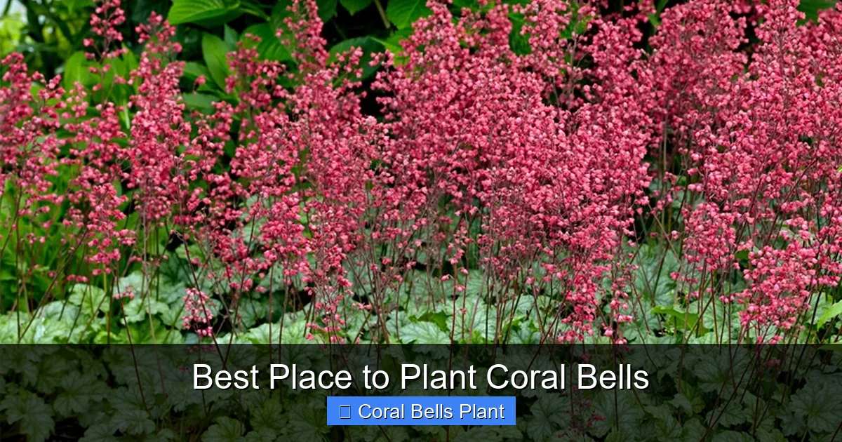 Best Place to Plant Coral Bells