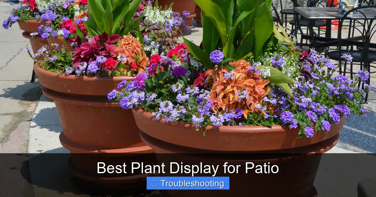 Best Plant Display for Patio