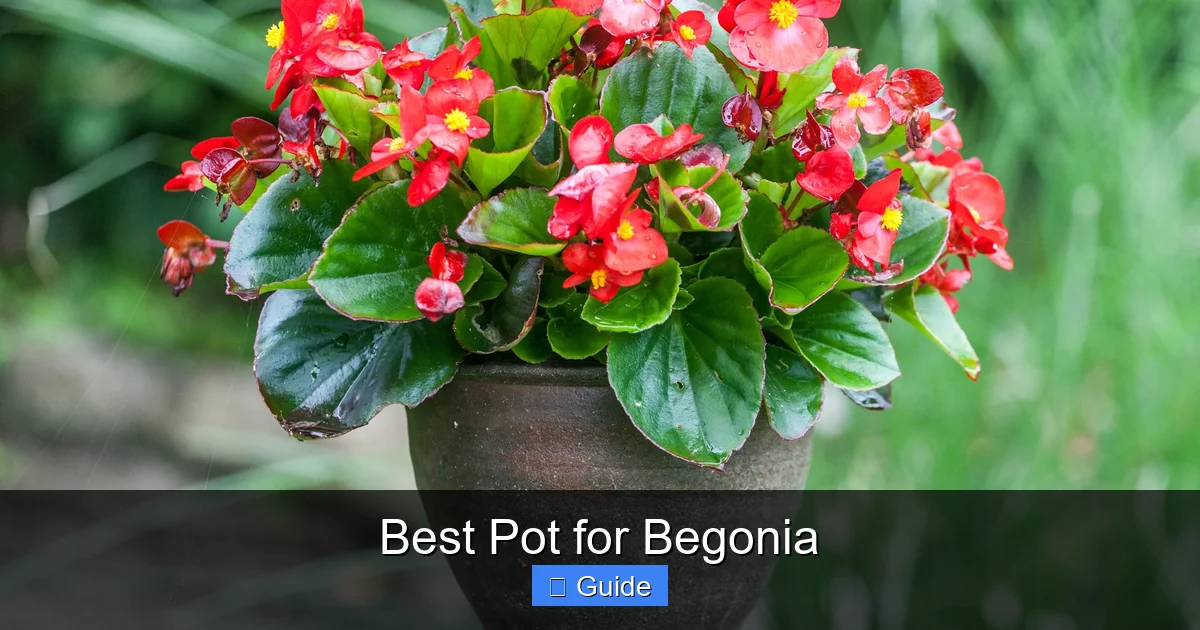 Best Pot for Begonia
