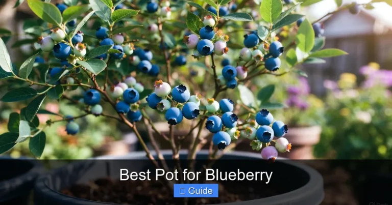 Best Pot for Blueberry