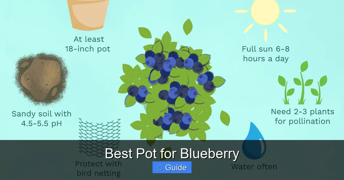 Best Pot for Blueberry