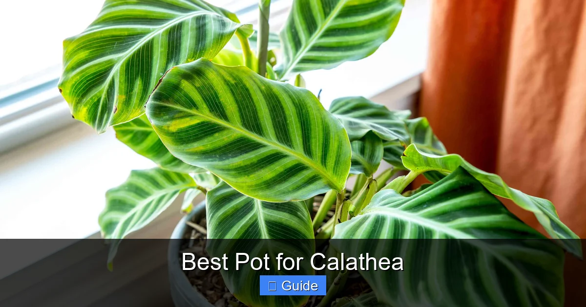 Best Pot for Calathea