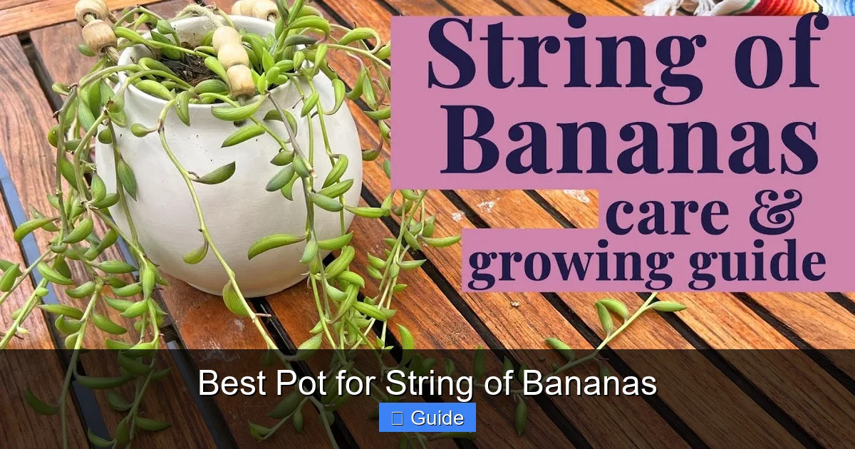 Best Pot for String of Bananas