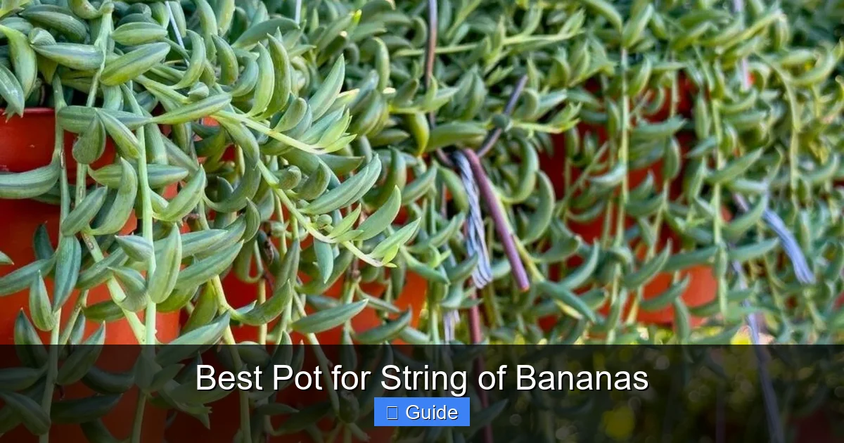 Best Pot for String of Bananas