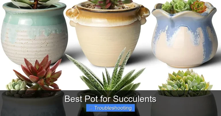 Best Pot for Succulents