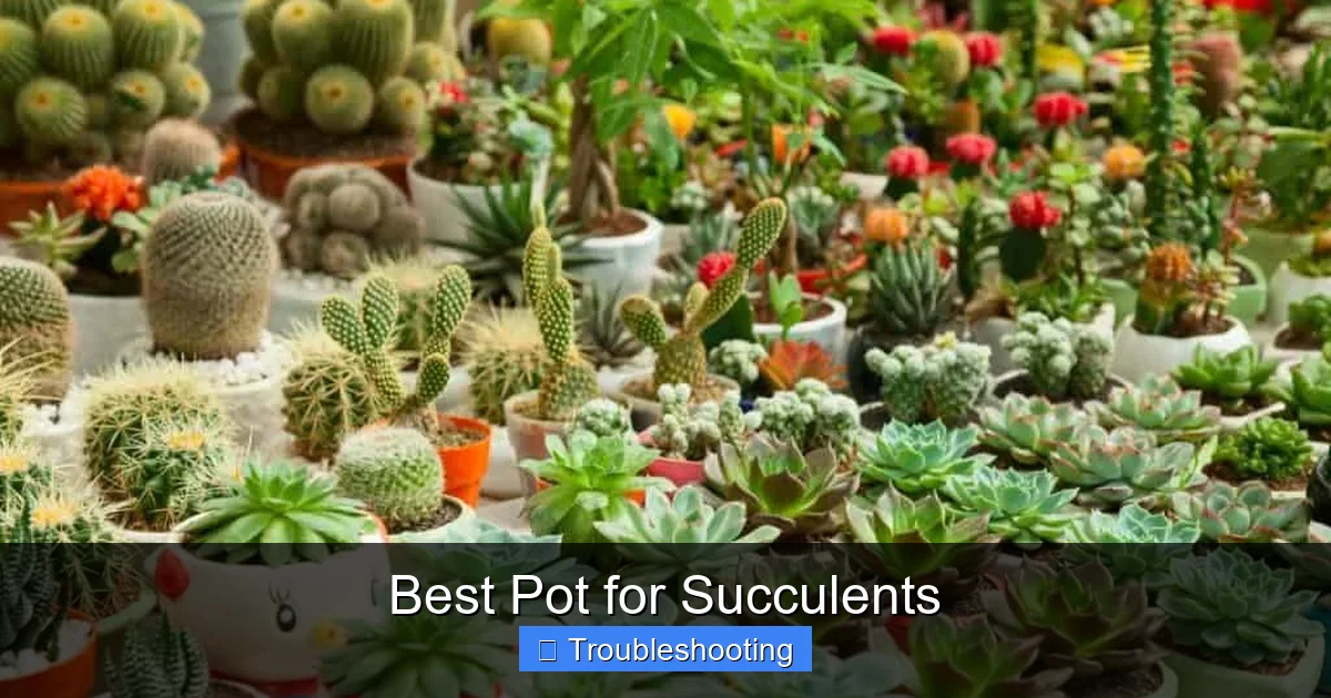 Best Pot for Succulents