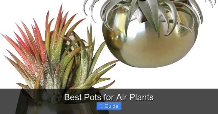 Best Pots for Air Plants