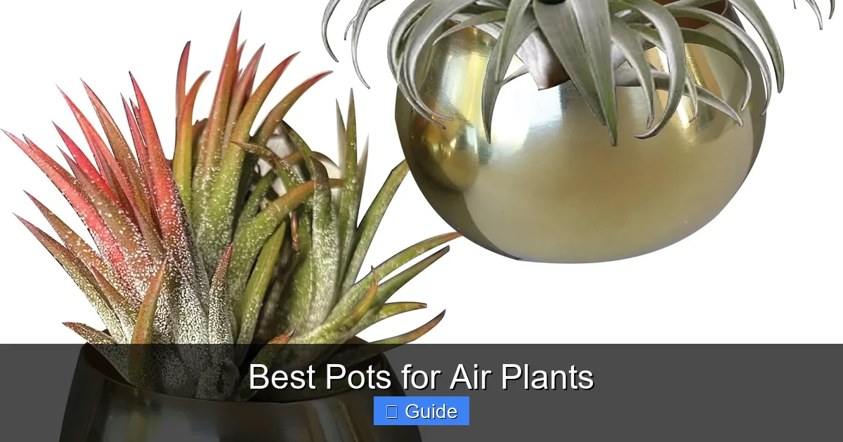 Best Pots for Air Plants