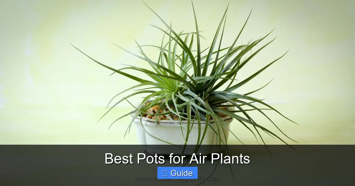 Best Pots for Air Plants