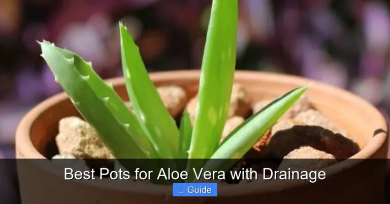 Best Pots for Aloe Vera with Drainage