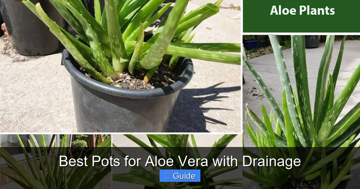 Best Pots for Aloe Vera with Drainage