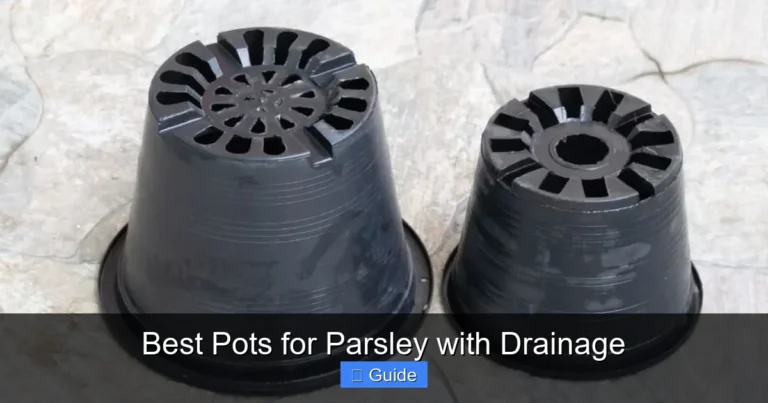 Best Pots for Parsley with Drainage