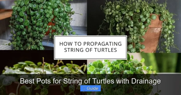 Best Pots for String of Turtles with Drainage