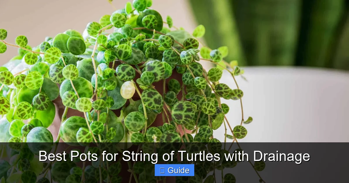 Best Pots for String of Turtles with Drainage