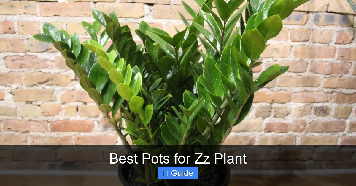 Best Pots for Zz Plant