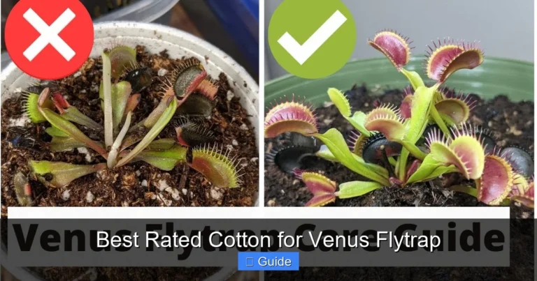 Best Rated Cotton for Venus Flytrap