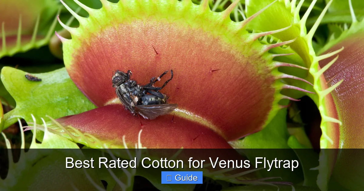Best Rated Cotton for Venus Flytrap