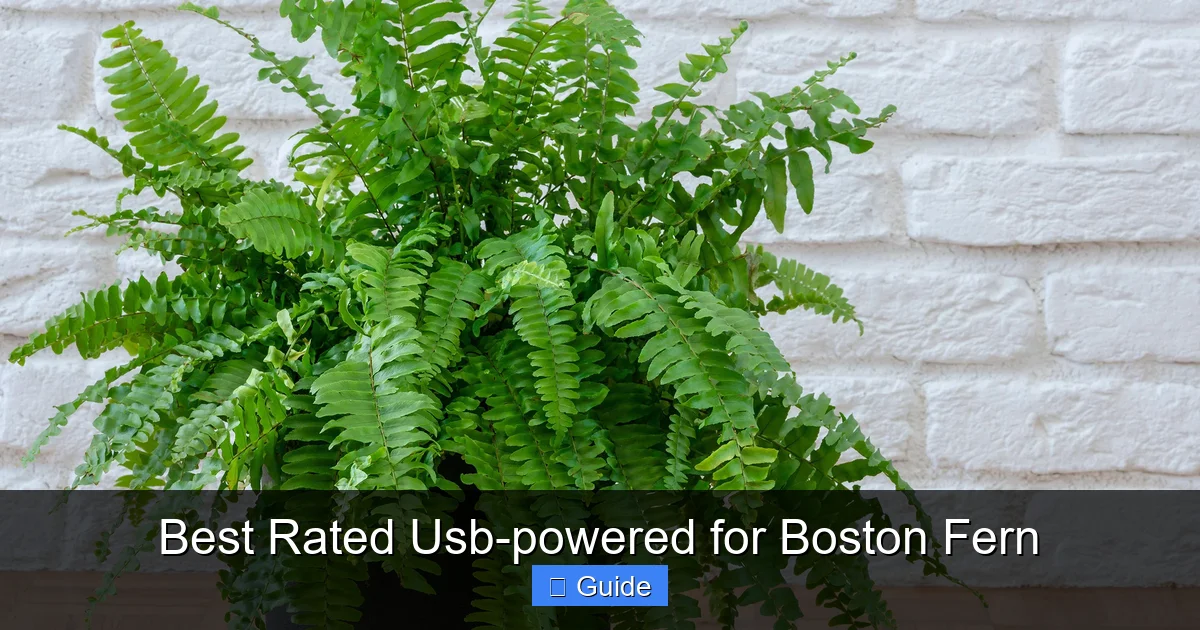 Best Rated Usb-powered for Boston Fern
