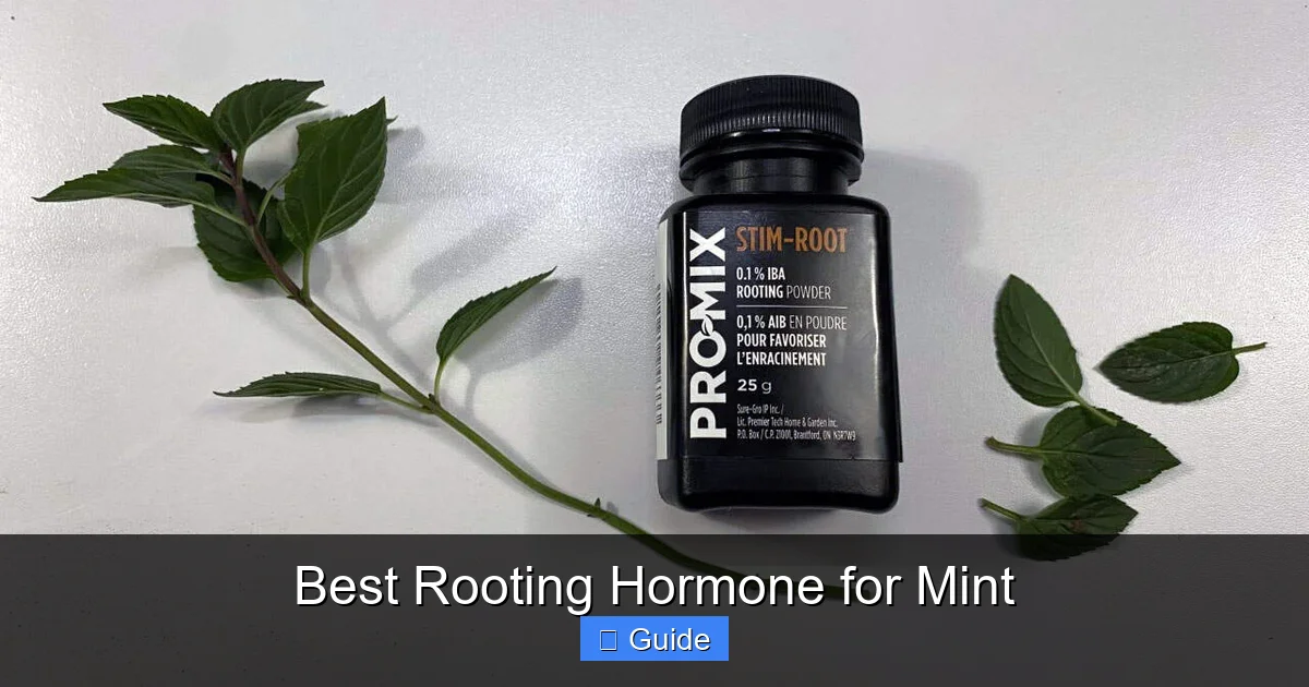 Best Rooting Hormone for Mint
