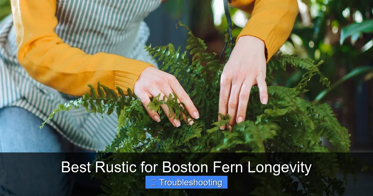 Best Rustic for Boston Fern Longevity