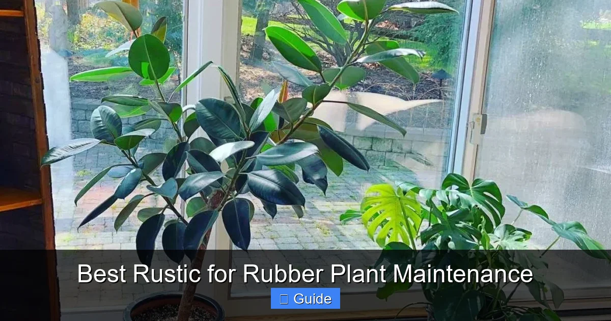 Best Rustic for Rubber Plant Maintenance