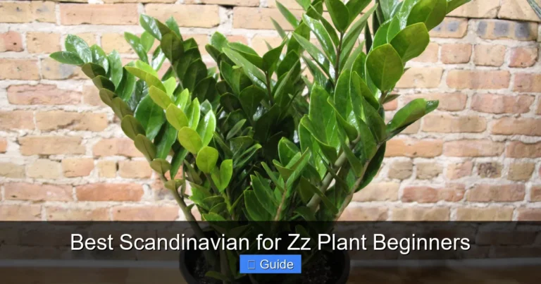 Best Scandinavian for Zz Plant Beginners